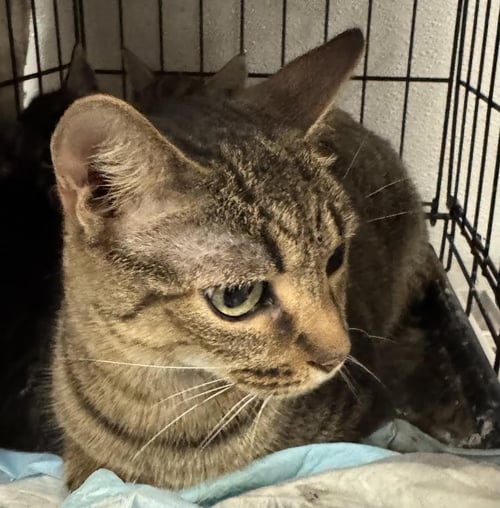 LULU - Domestic Short Hair available for adoption