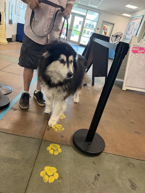 CRYSTAL - Alaskan Malamute available for adoption