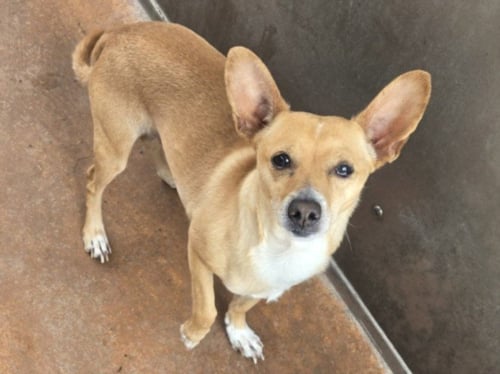 BERRUGAS - Chihuahua available for adoption