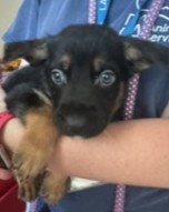 GUMMI - Labrador Retriever / Rottweiler available for adoption