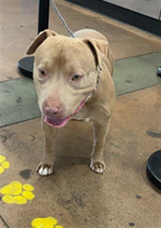 MOCHA - American Staffordshire Terrier available for adoption