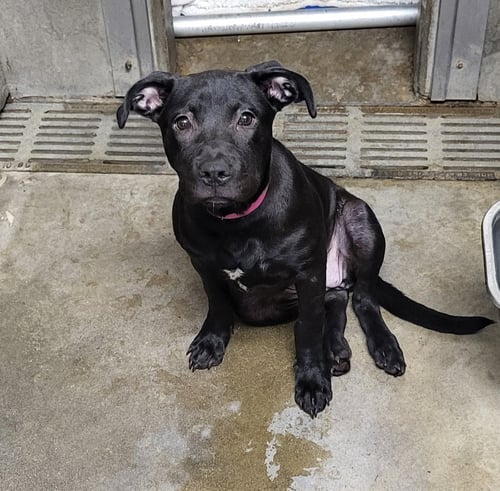 SHINE - American Pit Bull Terrier available for adoption