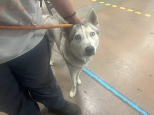 STEWIE - Siberian Husky available for adoption