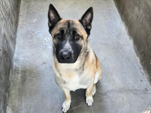 CHIEF - German Shepherd Dog / Akita available for adoption