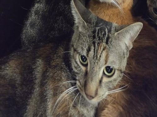 TOAD - Domestic Medium Hair available for adoption