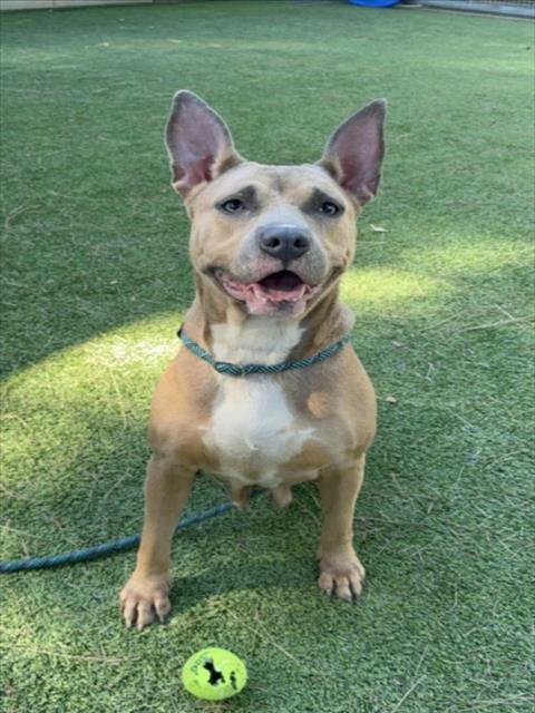 CHAKA - Pit Bull Terrier / Chihuahua available for adoption