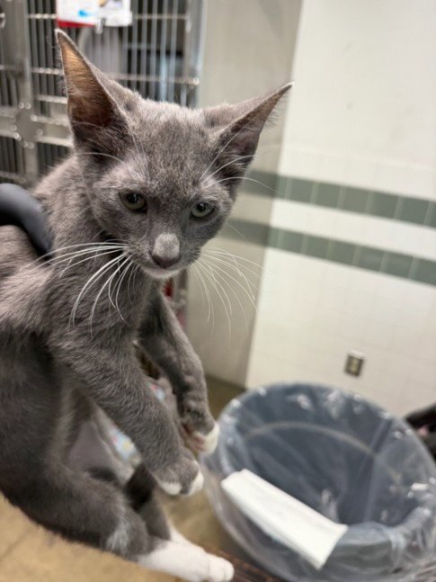 CAMDEN - Domestic Short Hair available for adoption