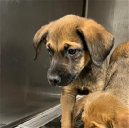KOBE - Belgian Shepherd Malinois available for adoption