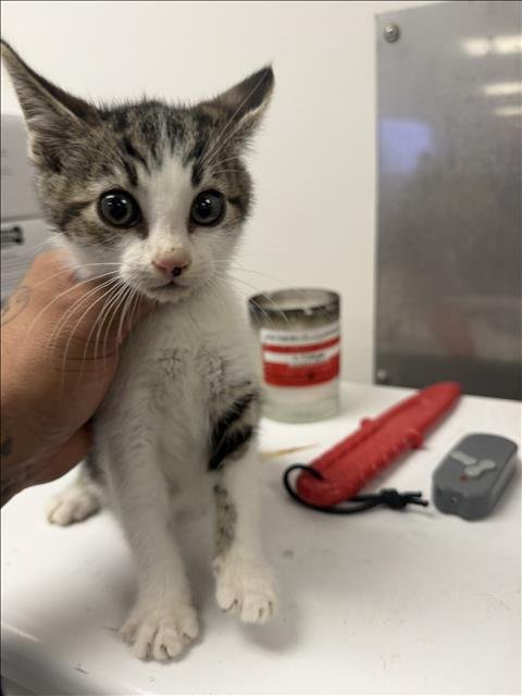 HAPPY - Domestic Short Hair available for adoption