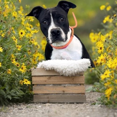 LEILA - Staffordshire Bull Terrier available for adoption