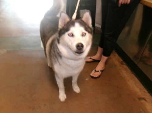 BLUE - Husky available for adoption