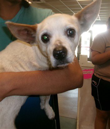 PALOMA Image