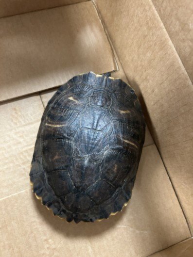 A2296397 - Turtle available for adoption