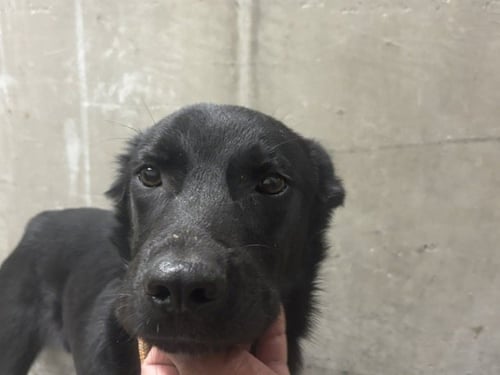 NIGHTCRAWLER - Labrador Retriever available for adoption