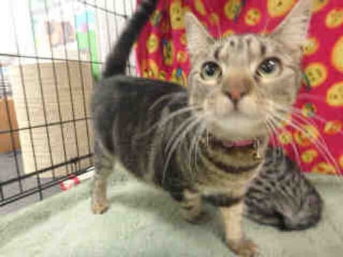 BELLA - Domestic Short Hair available for adoption
