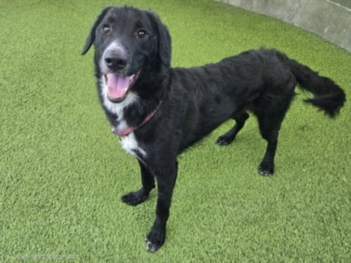 CHEERS - Labrador Retriever available for adoption