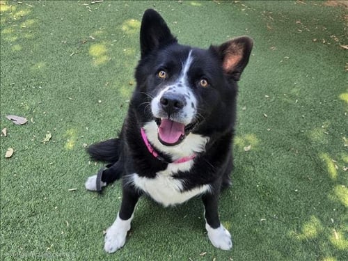 ANGEL - Border Collie / Siberian Husky available for adoption
