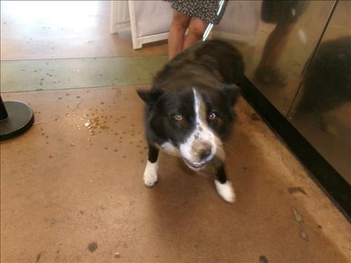 ANGEL - Husky / Border Collie available for adoption