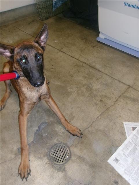 BASHFUL - Belgian Shepherd Malinois available for adoption