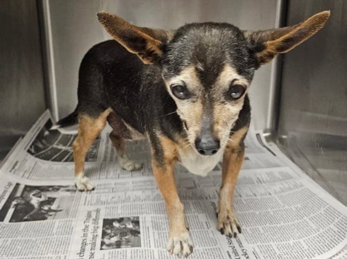 LONNY - Chihuahua / Miniature Pinscher available for adoption