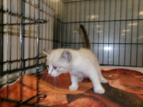 ANGEL - Domestic Short Hair available for adoption