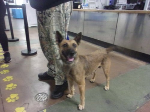 TRACY - German Shepherd Dog available for adoption