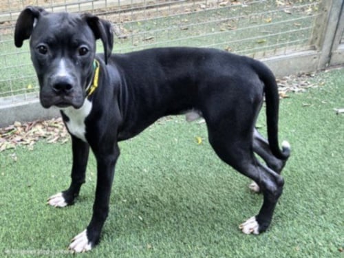 TUX - Pit Bull Terrier available for adoption
