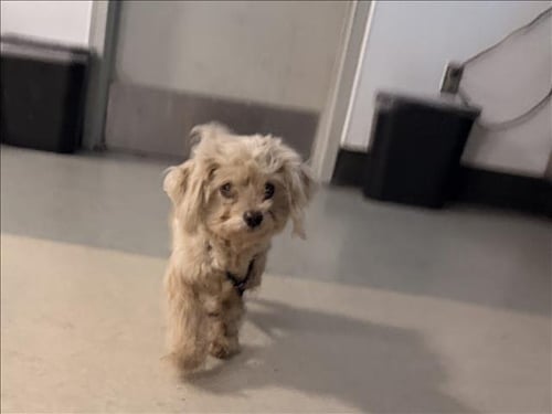 MIMI - Havanese available for adoption