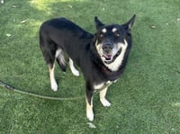 SAMANTHA - Photo 1
