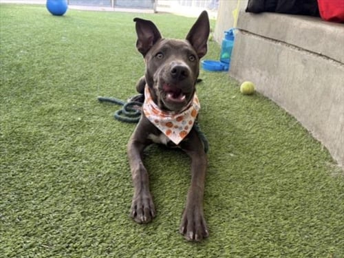ZARA - American Pit Bull Terrier available for adoption
