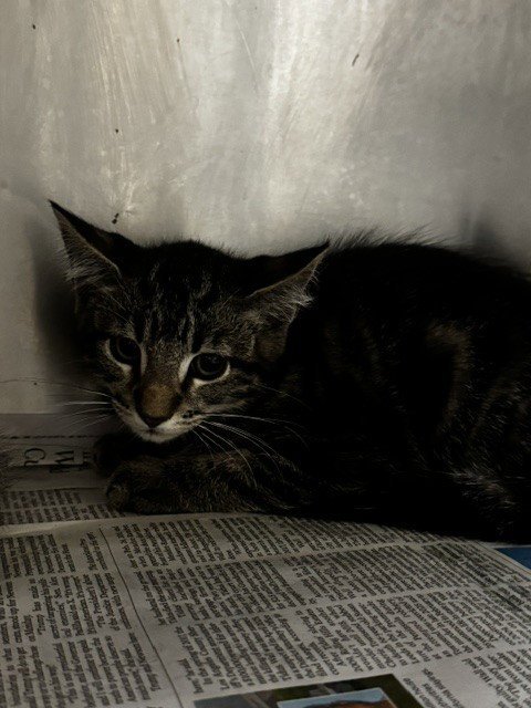 TOMMY - Domestic Short Hair available for adoption