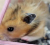 CURIOSO - Photo 1