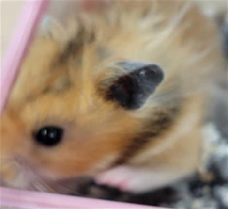 CURIOSO - Hamster available for adoption