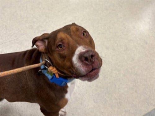 CARMINE - Pit Bull Terrier available for adoption