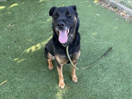 ODIN - German Shepherd Dog available for adoption