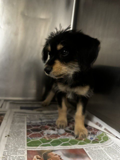 OLIVE - Dachshund available for adoption