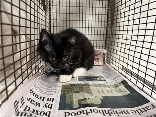 A2285479 - Domestic Short Hair available for adoption