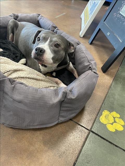 HONEY BEE - Pit Bull Terrier available for adoption