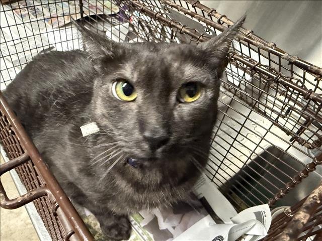CLOVIS Image