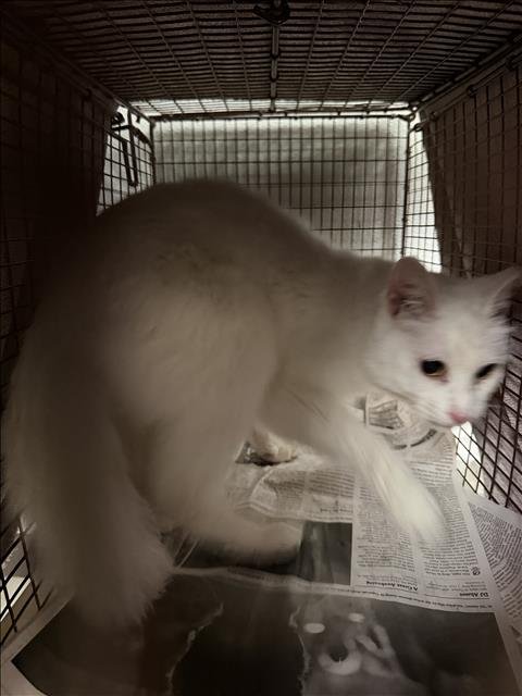 LIZZIE - Domestic Short Hair available for adoption
