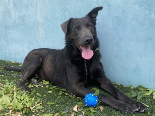 POTTER - Labrador Retriever available for adoption