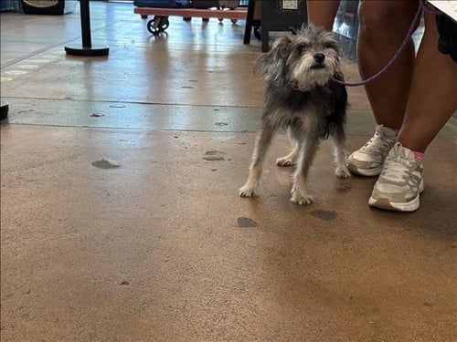 PEPSI - Miniature Schnauzer / Chihuahua available for adoption