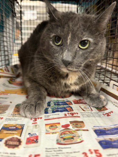 JENIE - Domestic Short Hair available for adoption