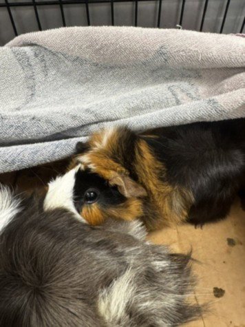 PUMPKIN SPICE - Guinea Pig available for adoption
