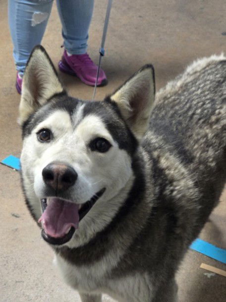 HARKER - Siberian Husky available for adoption