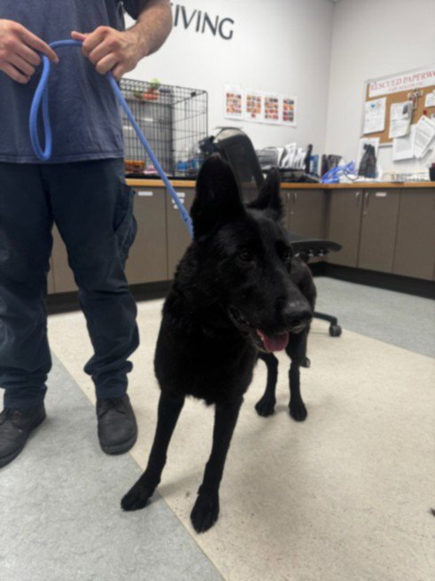 HINATA - German Shepherd Dog available for adoption