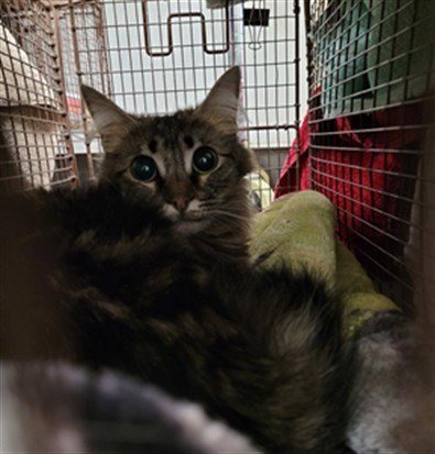 LUNA - Domestic Medium Hair available for adoption