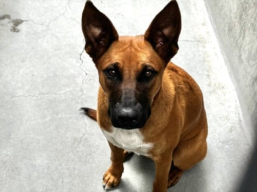 MARIE - German Shepherd Dog available for adoption