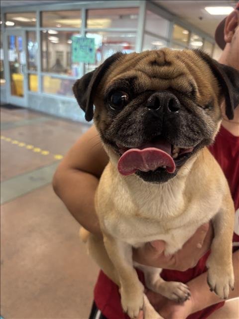 OCTAVIO - Pug available for adoption