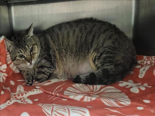 MR. BLUEBERRY - Domestic Short Hair available for adoption